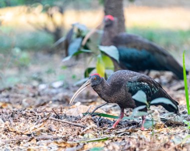 Bir çift Rednaped Ibis yiyecek arıyor.