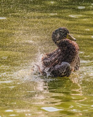 Bir ördek gölde banyo yapıyor.