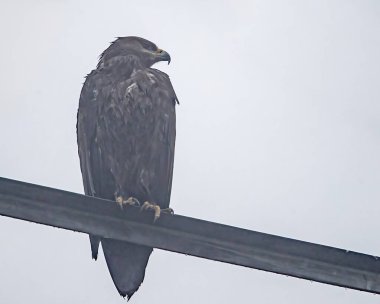 Sütunun üzerinde dinlenen çizmeli bir kartal.