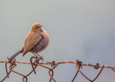 Hintli bir Robin kameraya doğru bakıyor.