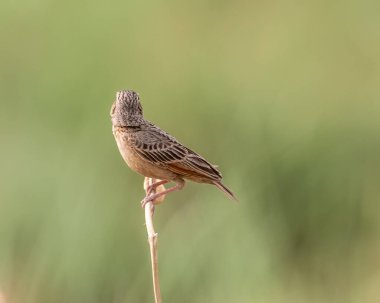 A Skylark looking away from the camera clipart