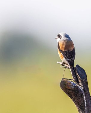 Bir Bay Backked Shrike başka tarafa bakıyor.