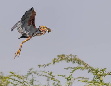 Avla kaçan bir Mor Balıkçıl
