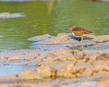 A Common Sandpiper walking in wetland clipart