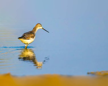 Yansımada Yaygın Çulluk