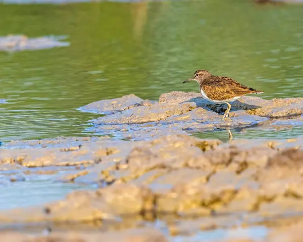 Bataklıkta yürüyen sıradan bir Sandpiper