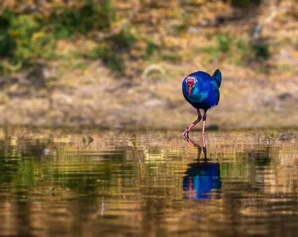 Suya bakan bir Mor yüzgeçli