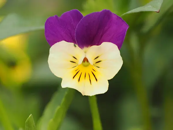 Sarı ve mavi renkli bir nonoş çiçeği