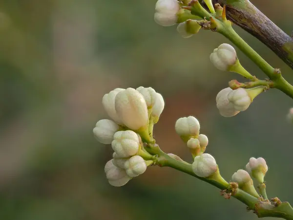 Çiçekli bir limon ağacı