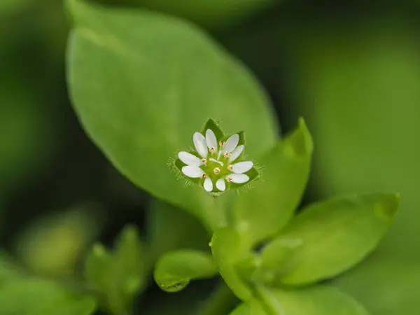 Bahçede çiçek açan sıradan bir yosun çiçeği.