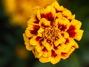 Bahçede çiçek açan bir Marigold çiçeği