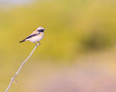 Ağaçta tünemiş bir çöl havai fişeği.