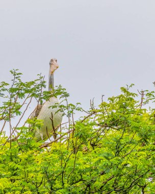 Kameraya bakan bir Pelikan.
