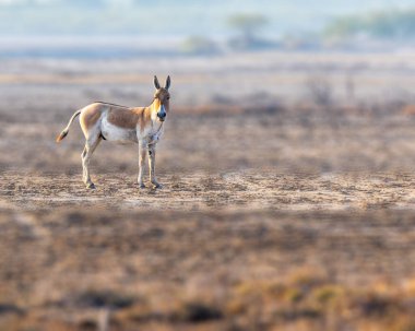 A Wild Ass looking into the camera