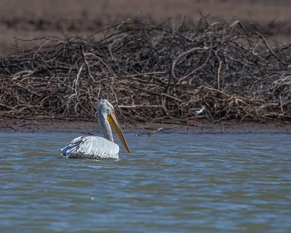 Bir Pelikan yüzerken uzaklara gidiyor