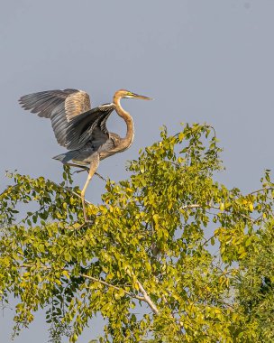 A Purple Heron landing on a tree clipart