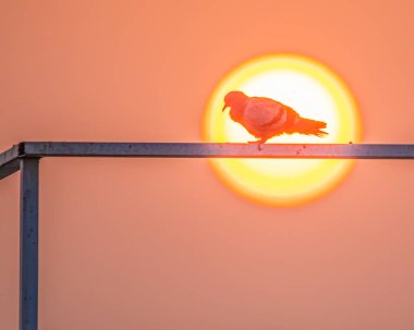 Sabahın köründe güneşlenen bir güvercin