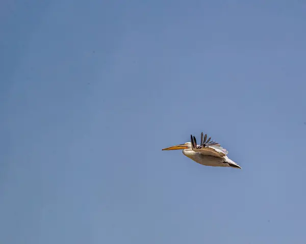 Büyük bir Pelikan taşınıyor