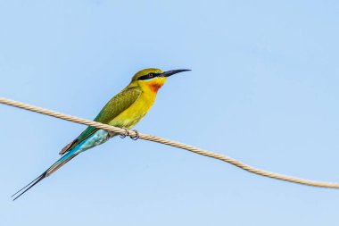 Mavi kuyruk arısı yiyicisi bir telin üzerinde dinleniyor.