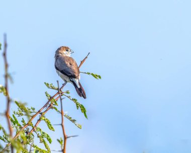 Dala tüneyen bir Gümüş Bill