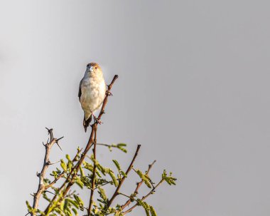 Gümüş bir Bill ağacın tepesinde dinleniyor.