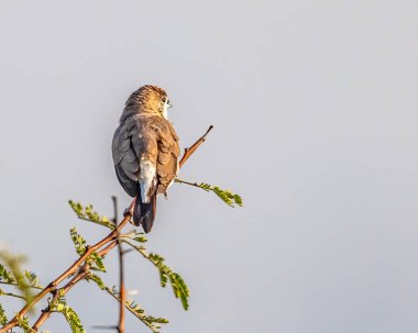 Gümüş bir Bill Başka tarafa bakıyor