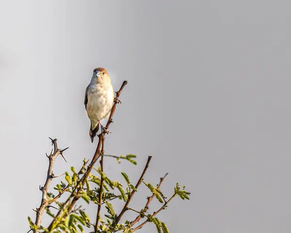 Gümüş bir Bill ağacın tepesinde dinleniyor.