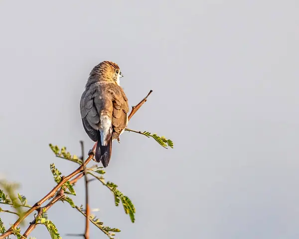 Gümüş bir Bill Başka tarafa bakıyor
