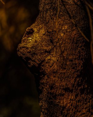 Benekli Baykuş tek gözüyle izliyor.