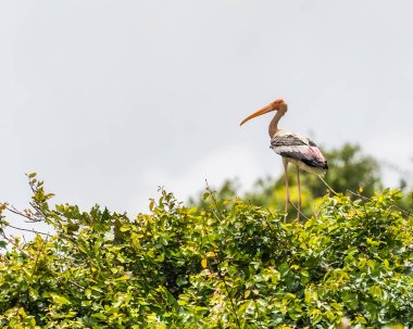 Ağaçta dinlenen boyalı bir leylek