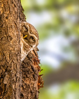 Bir Benekli Baykuş yuvasından dışarı bakıyor.