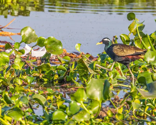 Yiyecek arayan bir Bronz Jacana.