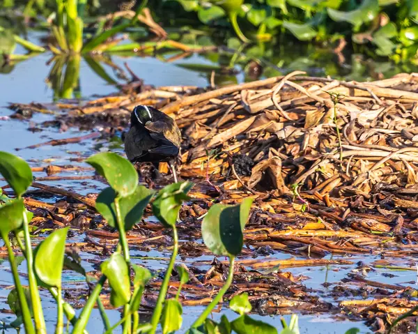 Bronz bir Jacana tüylerini temizliyor.