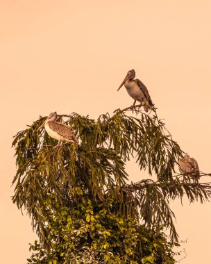 Sabahın köründe bir pelikan ağacı