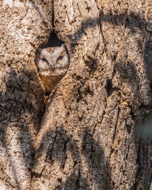 Ağacın içindeki kepçe baykuşunun yüzü
