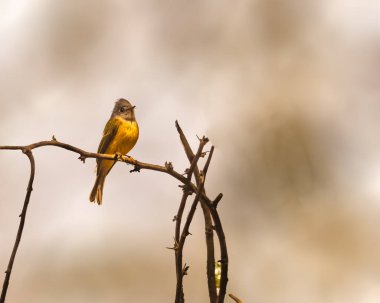 Gri Saçlı Kanarya Avcısı Bir ağaca tünemiş