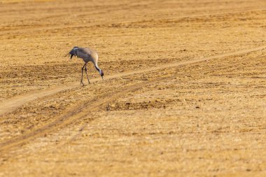 Sıradan bir turna tarlada otluyor.