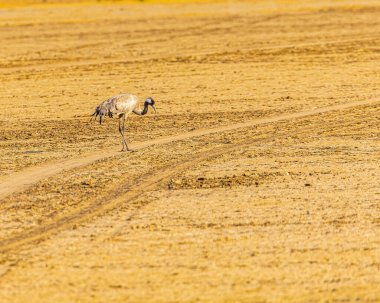 Bir tarlada yürüyen sıradan bir turna.