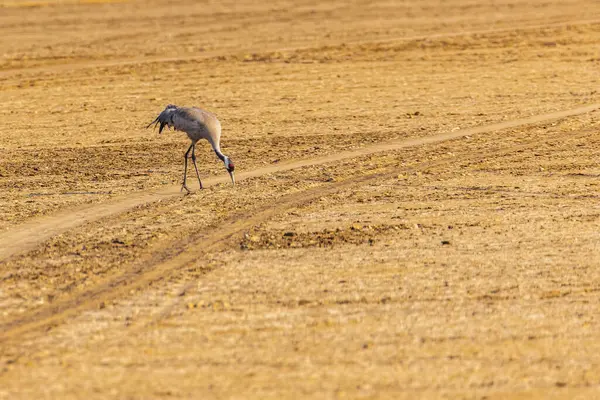 Sıradan bir turna tarlada otluyor.