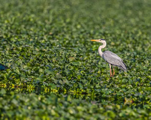 Islak topraklarda dinlenen bir balıkçıl.