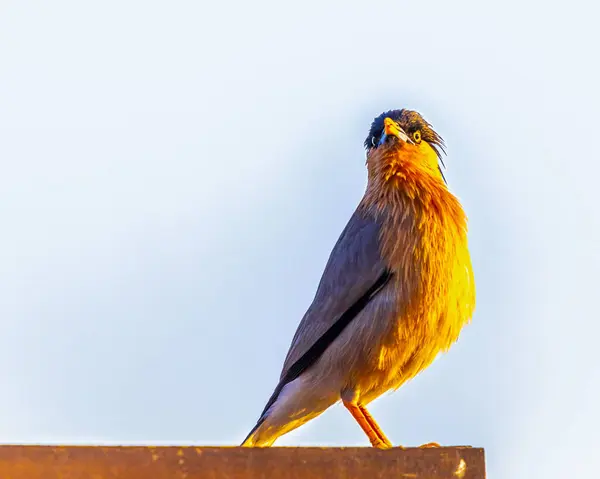Bir Brahminy Starling Kameraya doğru bakıyor