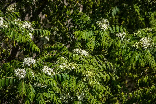 Bir Bergera koenigii ağacı çiçek açıyor.
