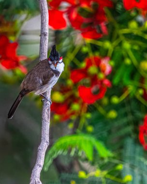 Kırmızı Bıyıklı Bulbul Çiçek ağacına tünemiş
