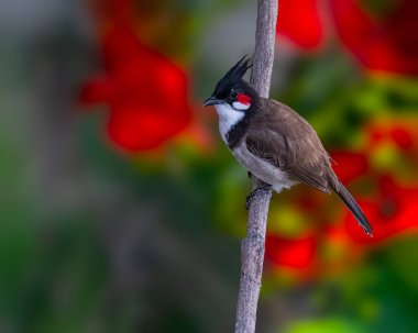 Kırmızı bıyıklı bir Bulbul ağaçta dinleniyor
