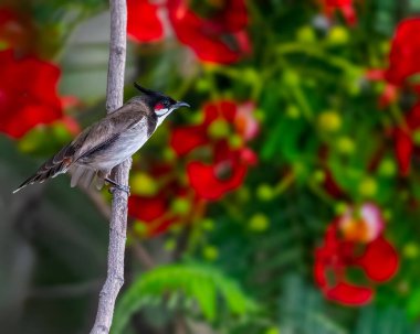 Uçmaya hazır bir Kızıl Bıyıklı Bulbul