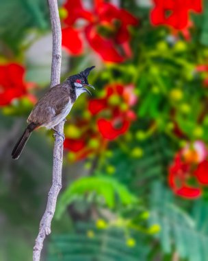 Kırmızı Bıyıklı Bulbul Çiçek ağacında