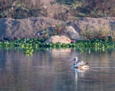 A Pelican swimming in a lake