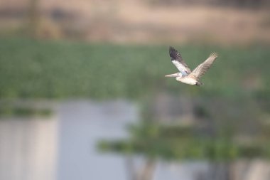 Uçuşta bir pelikan