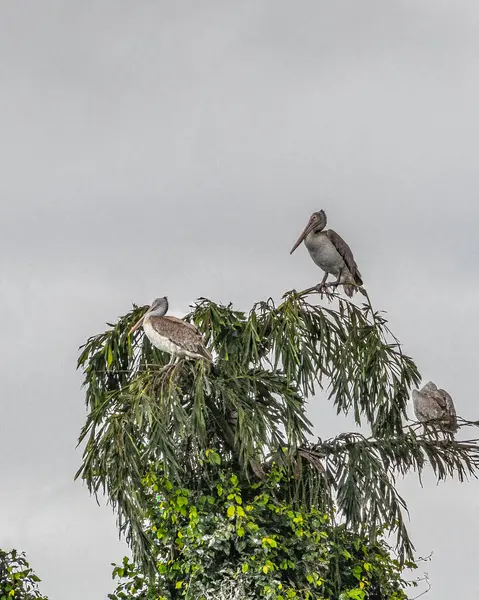 Ağaçta dinlenen pelikanlar