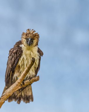 Ağaca tüneyen bir Filipin Kartalı